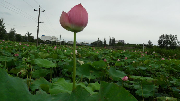 20150819195351295129.jpg