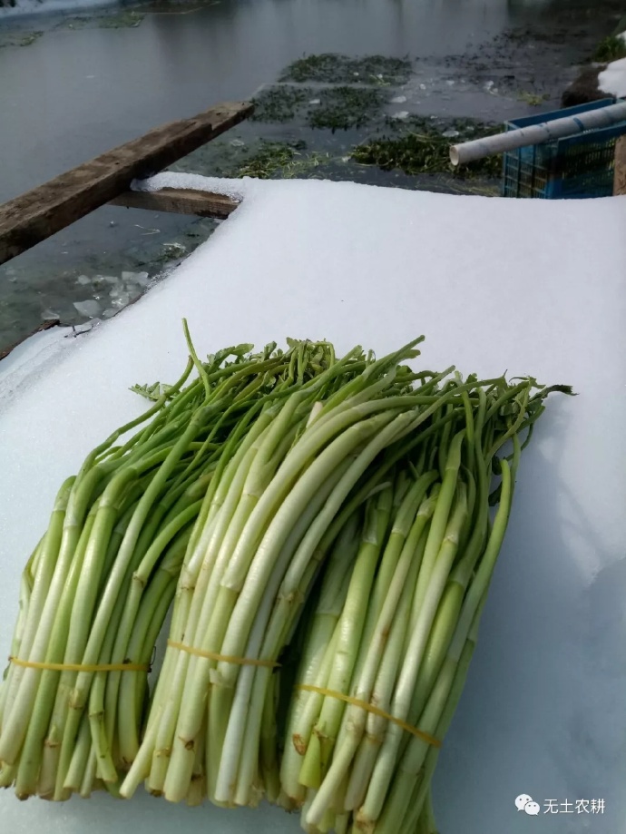 雪中水芹.jpg